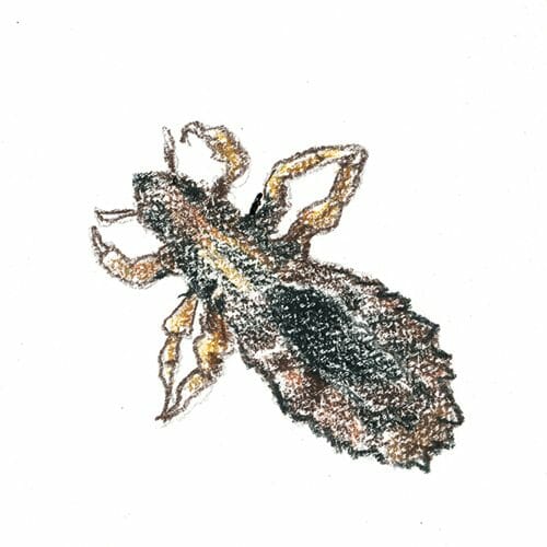 Hoofdluis, help! Luizen herkennen en behandelen Drs Leenarts