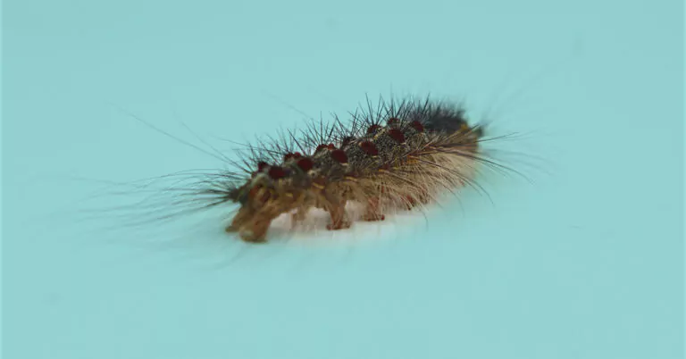 Oak processionary caterpillar