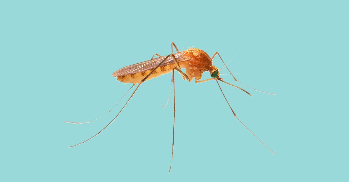 Muggenbulten Herkennen & Behandelen | Tips Van Drs Leenarts