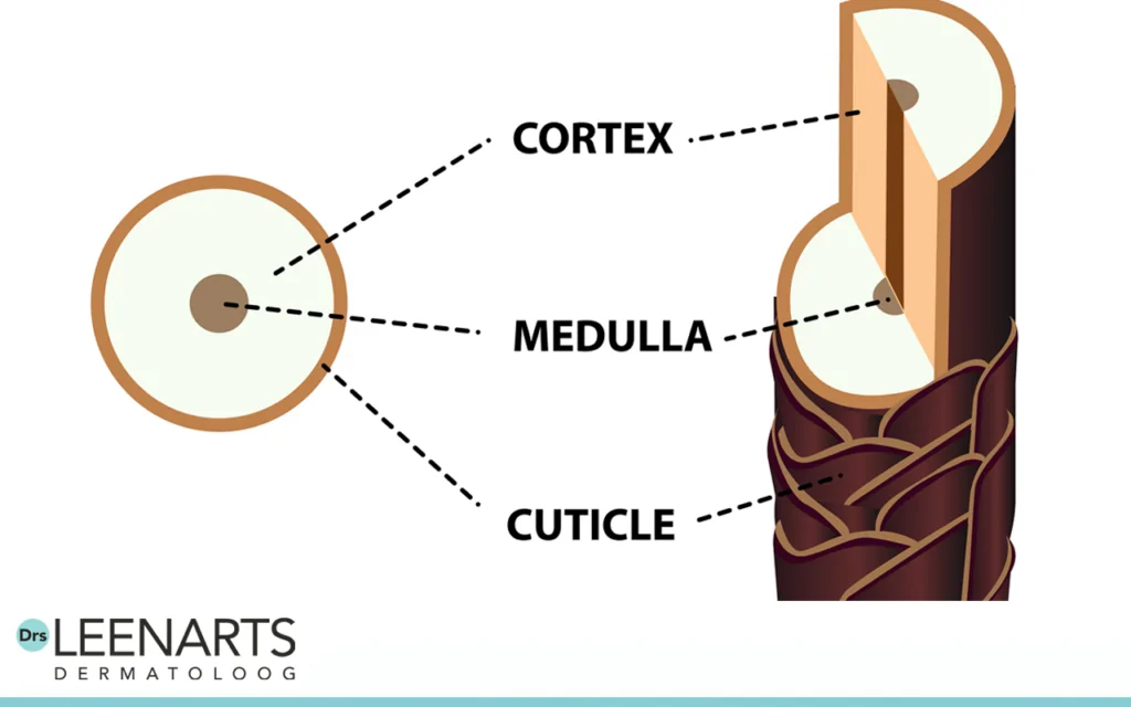 haaranatomie