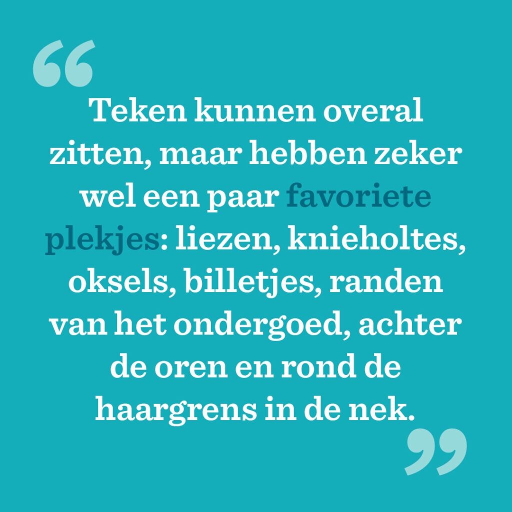 eken kunnen overal zitten, maar hebben zeker wel een paar favoriete plekjes: liezen, knieholtes, oksels, billetjes, randen van het ondergoed, achter de oren en rond de haargrens in de nek.